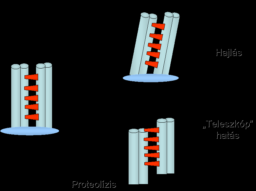 száma eltérő a mikrotubulus párosok (A - 13 db; B-11 db) esetében.