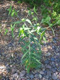 Társítás A társítás biológiai alapjai Védelem: büdöske (Tagetes patula és T.