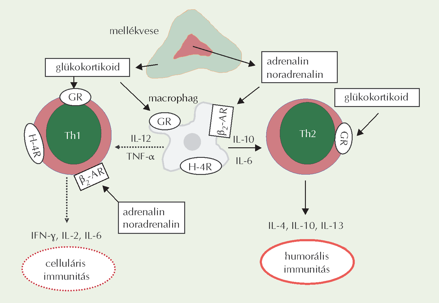 Glükokortikoid és katecholaminok hatása az immunkompetens sejtek működésére.