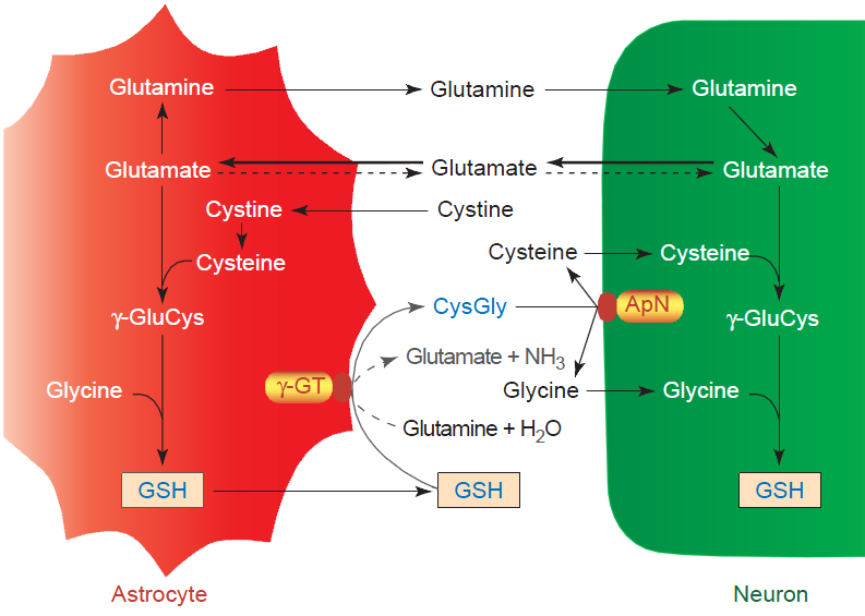 Glia-neuron interakció glutamát, cisztein, glicin Glutathione Metabolikus együttműködés xct Glycine Asztrociták glycint és glutamátot az EC térből akkumulálnak.
