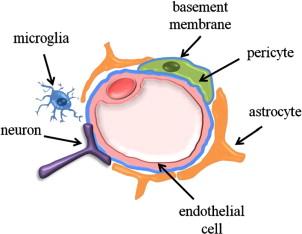 Neurovaszkuláris kapcsoltság NVU Neurovaszkuláris unit (NvU)