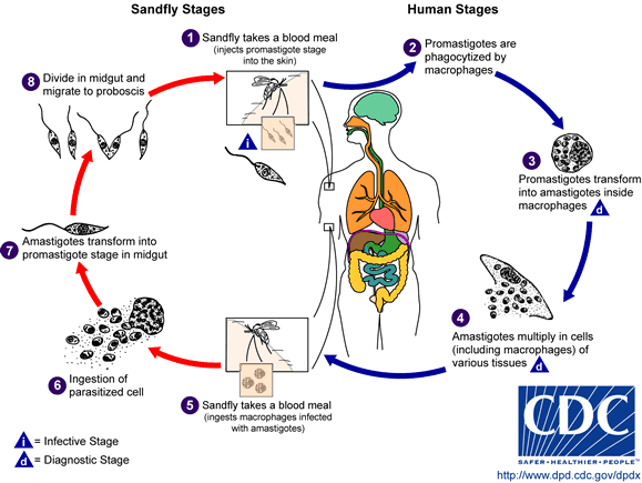 Leishmania