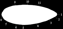 7-mitochondrium, 8-hátsó gyűrű, 9-alveolusok, 10-Golgi