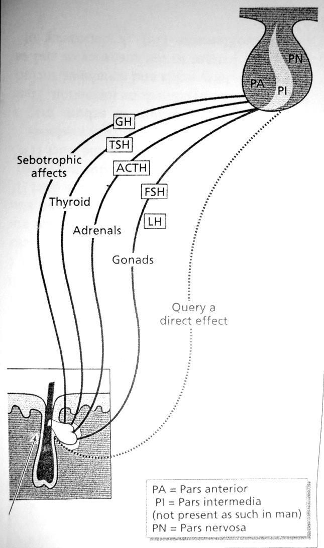 Csontkor FSH,LH DHEA,DHEAS Tesztoszteron