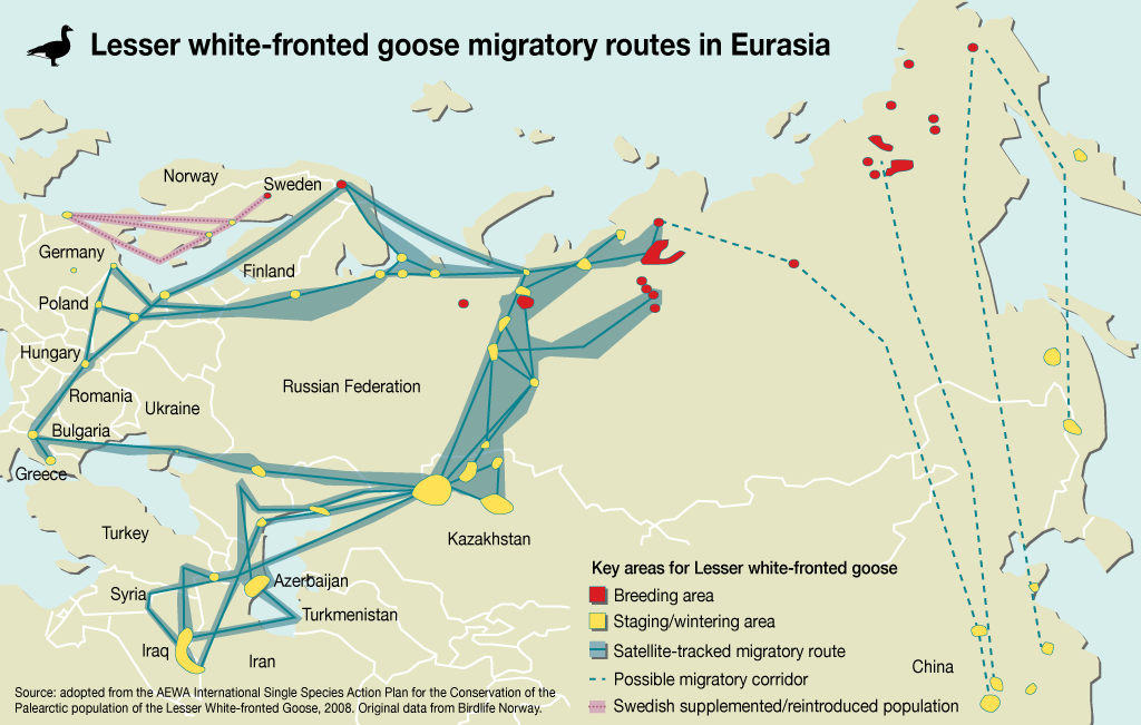 Vonulás A kis lilik hosszútávú vonuló faj, költőterülete jelenleg nem összefüggő, Skandinávia északi, szubarktikus zónájától Kelet-Szibériáig terjed.