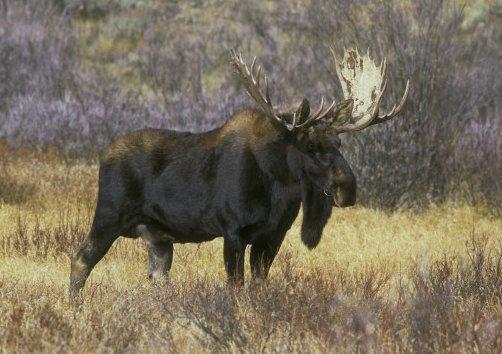 Jávorszarvas (Alces alces) Északi elterjedésű faj. A holarktikus elterjedési területe magában foglalja Eurázsia és Észak-Amerika erdős-sztyepp régióját.