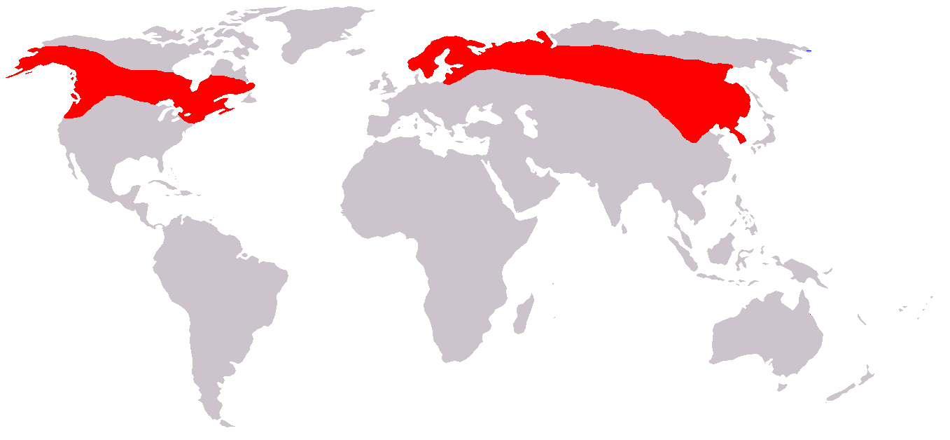 Magyarországon valószínűleg az ukrajnai populáció kóborló egyedei jelennek meg.