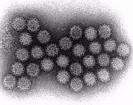 typhi Hepatitis A Rotavirus Calicivirus