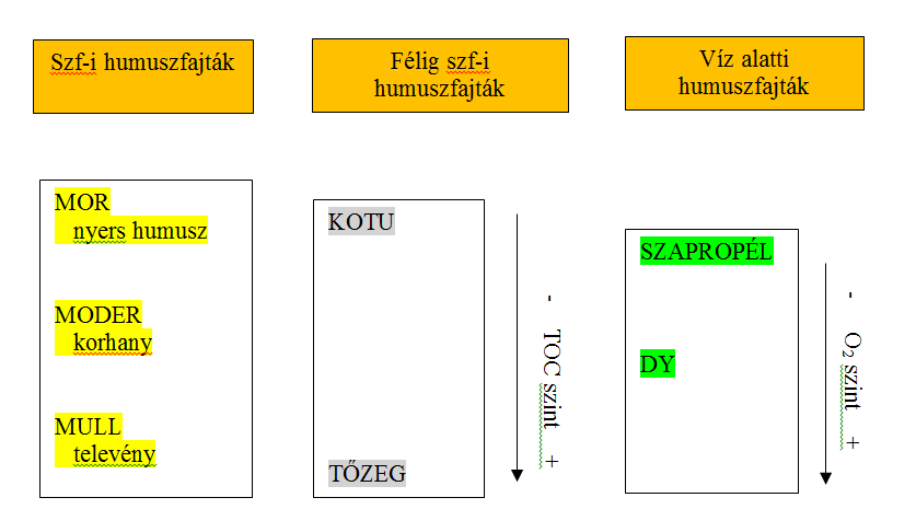 3. Talajlakó állatok földigiliszták (!) Következmény: erős szintezettség homogén profil - csökkenő humusz-tartalom: (B)C-szint 19.