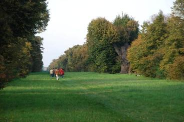H ÁRSFASOR Európa egyik legszebb hársfasora a nagycenki hársfa-allé. A kettős hársfasort 1754-ben telepítette Széchenyi Antal és felesége, Barkóczy Zsuzsanna.