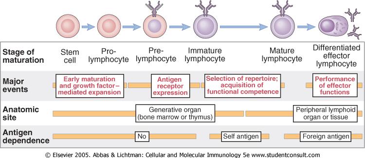 A limfocita fejlődés lépései Recirkuláció a periférián Korai érés és növekedési faktor által szabályozott osztódás A limfocita repertoir