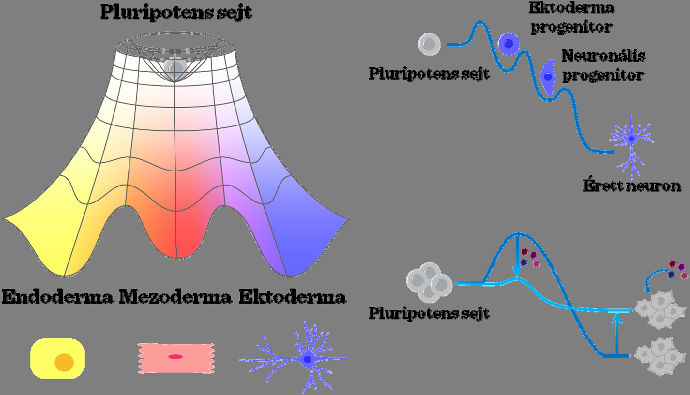 Az őssejtek és csoportjaik meghatározása, fennmaradásuk és homeosztázisuk van szükség, míg ezen differenciációs stimulusok iránti érzékenység fokozatosan alakul ki, mely a pluripotenciával szembeni