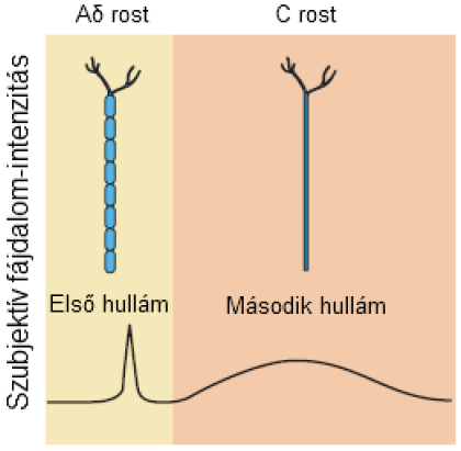 A fájdalom keletkezése Propriocepció a végtagok és test helyzetének, mozgásának érzékelése (Aδ rostok) Háromféle mechanoreceptor kódolja: - izomorsó rec. - izmokban - Golgi ínorsó rec.