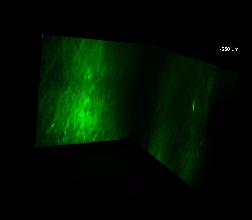 OGB-AM Higher absolute fluorescene, deeper regions can be measured Simultaneous spine and neuronal network measurement