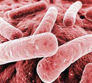Elnyújtott antibiotikus kezelés Clostricium difficile enteritis Magas halálozás Járványok
