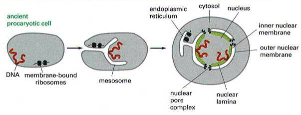 Az eukarióták gazdag belső membránstruktúrával rendelkeznek Az újonan kialalkult eukarióta sejtekben a sejtmagmembrán a DNS számára védelmet biztosított és így annak mennyisége jelentősen