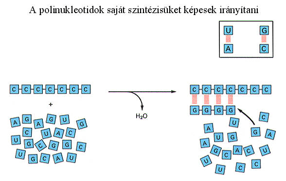 A polinukleotidok saját szintézisüket képesek irányítani A sejtek alapvető tulajdonsága az önreprodukciós képesség, vagyis hogy önmagukkal azonos utódot képesek létrehozni (egy sejtből két sejt lesz).