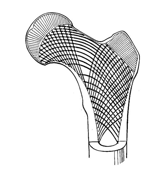 1. Irodalmi összefoglaló, elméleti háttér 1.1.4. A csontok architektúrája A csontoknak mind az alakja, mind pedig a szerkezete speciális, a statikai és mechanikai igénybevételi viszonyainak megfelelő.