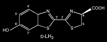 Biolumineszcencia Biológiai rendszerben létrejövő kemilumineszcencia Szubsztrát: luciferin (gyűjtőnév) ezen történik a