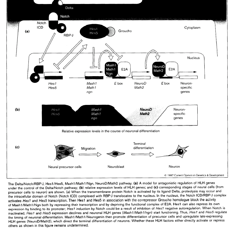 Bázikus helix-loop-helix transzkripciós faktor fehérjék L H bhlh H Pro-neurális Mash 1.