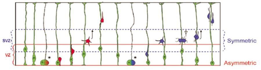 A másodlagos germinatív zóna a primér zóna származéka : Asztroglia,