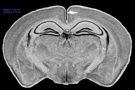 felnőttkori neurogén zónák; idegi őssejtek 1984 Notebohm: énekes madarak; 1992