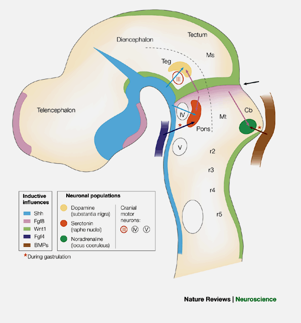 Dopaminerg idegsejtek HC: hippocampus ST: striatum SN: substantia nigra (A8, A9) VTA: ventral tegmental area (A10) B.olf.