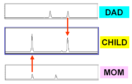 DNS-profilok