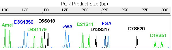 Multiplex PCR előnyei 10 vagy több STR lokusz egyidejű felsokszorozása kereskedelemben beszerezhető, validált STR kitek