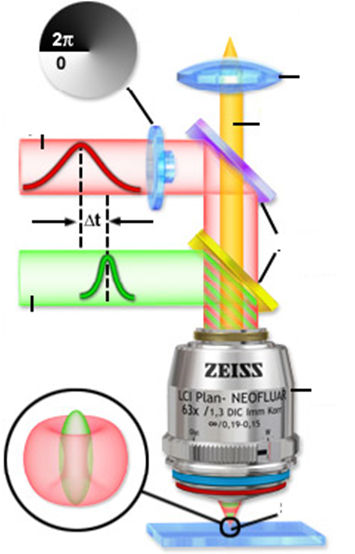 KÉT-FOTON MIKROSZKÓPIA - ALAPELVEK KÉT-FOTON MIKROSZKÓPIA INTRAVITÁLIS MIKROSZKÓPIA (IVM) Elınyei: Z irányú felbontás növelése deep-tissue imaging: képalkotás mélyebb rétegekben is konfokális: 100 µm