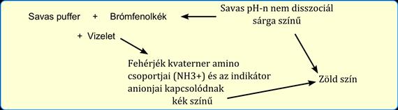 Vizeletvizsgálat 5.4. Urobilinogén Az urobilinogén az epével a bélcsatornába kerülő konjugált bilirubinből keletkezik.