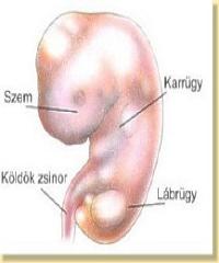 4. hét embrió hengerré záródása, hosszirányú növekedése -> az embrió feji és farki vége begörbül 8 somitás stádium -> 37-41 szem-, halló és végtagtelepek megjelenése szaglógödör besüllyed, szívdomb