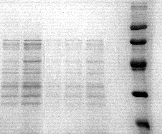 contraversa teliospóra-izolátum egydimenziós gél-elektroforézissel nyert proteinmintázatát hasonlítottuk össze.