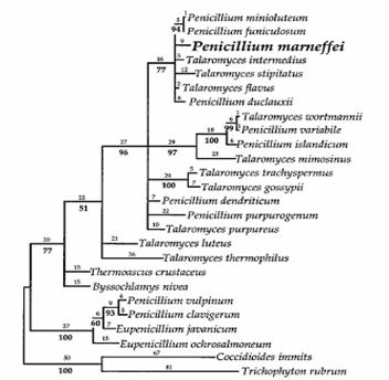 Penicillium marneffei molekuláris diagnosztikája Filogenetikai helyzet magi és mitokondriális rdns-régiók szekvenciája alapján: Biverticillium klád (Talaromyces)