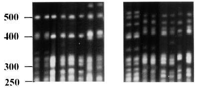 Penicillium marneffei tipizálása 3 polimorf mikroszatellita marker (PMM) analízise: 35 izolátum, 22 allélikus típus (Lasker and