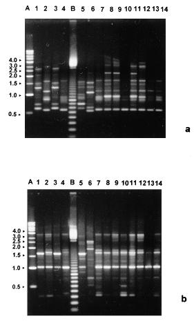 Scedosporium prolificans molekuláris tipizálása Nozokomiális kitörésből származó 4 klinikai izolátum + 10 más régiókban izolált törzs RAPD (2 random primer),