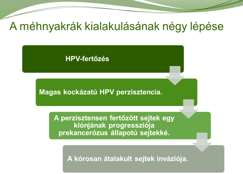6. A HPV-fertőzés és a méhnyakrák fejlődésmenete és klinikai megjelenése A fentiek alapján látható, hogy a méhnyakrák kialakulása négy lépésben történik: (1) HPV-fertőzés; (2) HR-HPV perzisztencia;