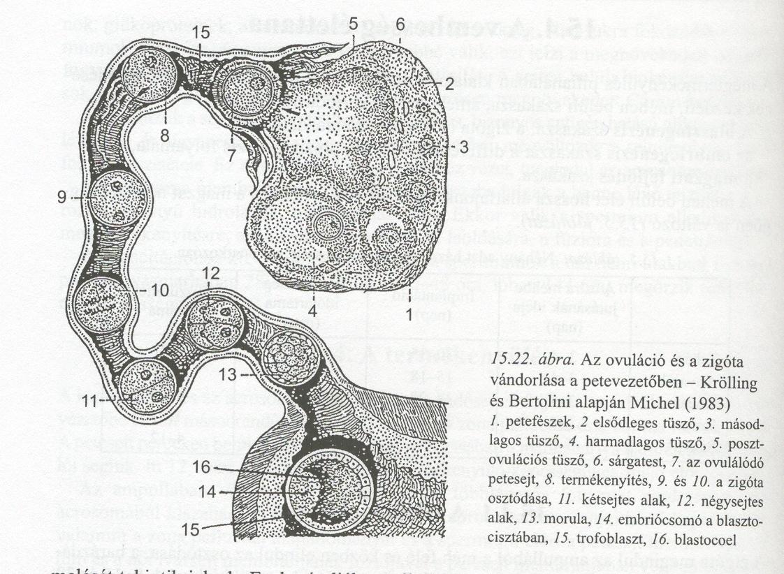 A PETEVEZETŐ (tuba