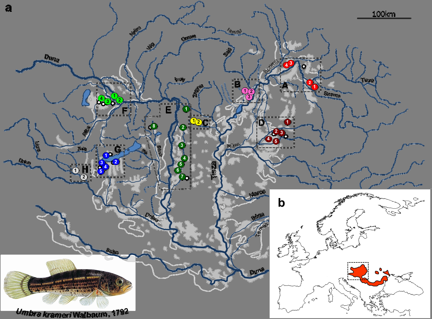 Takács et al. / Pisces Hungarici 9 (2015) 5 17 Bevezetés A magyarországi halfauna természetvédelmi szempontból egyik legértékesebb tagja a fokozottan védett lápi póc (Umbra krameri).