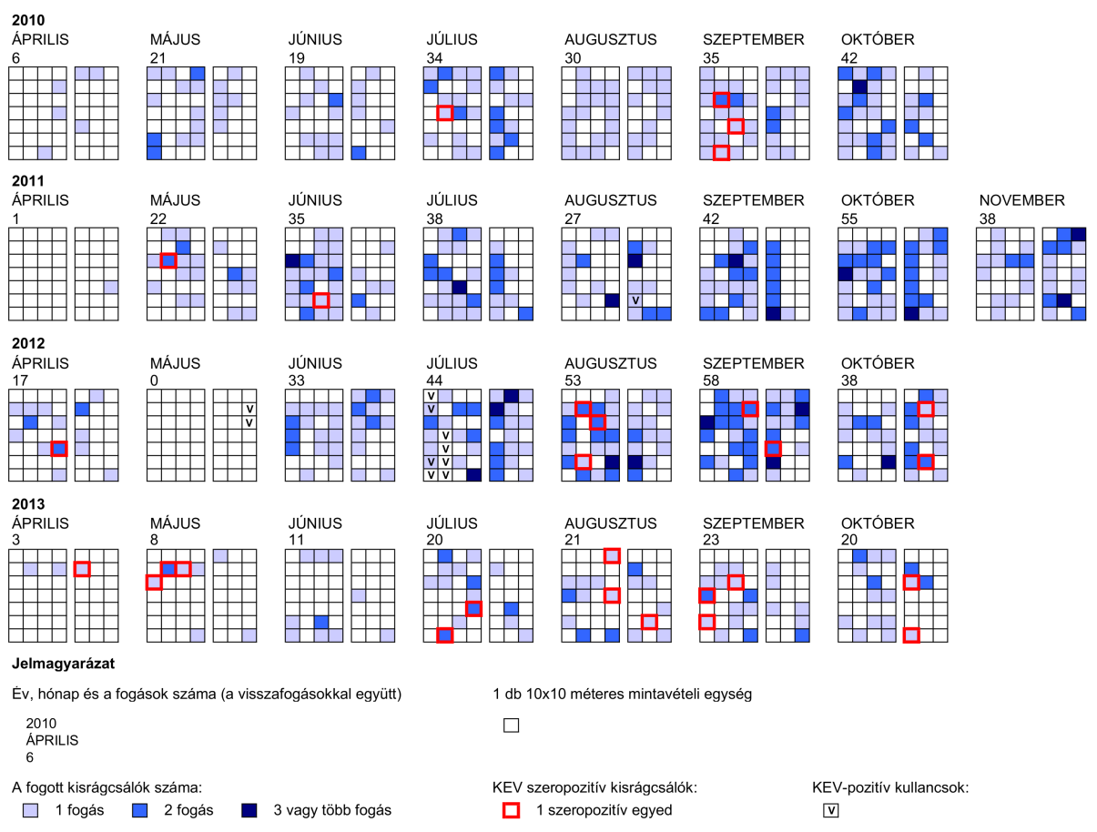 gyakorisággal fordult elő, majd a 4. évben az összes fogott kisemlős közel negyedét (23%- át) tette ki (Fotómelléklet 15., 16. kép). 2011-ben a pirók erdeiegér (A.