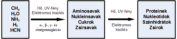 nyerünk, amelyet protenoidnak neveznek, s ezek szerkezete vízben az élő sejtekéhez, továbbá egyes baktériumokhoz is nagyon hasonlít. 5. ábra: A kémiai evolúció lehetséges lépcsőfokai 1.4.