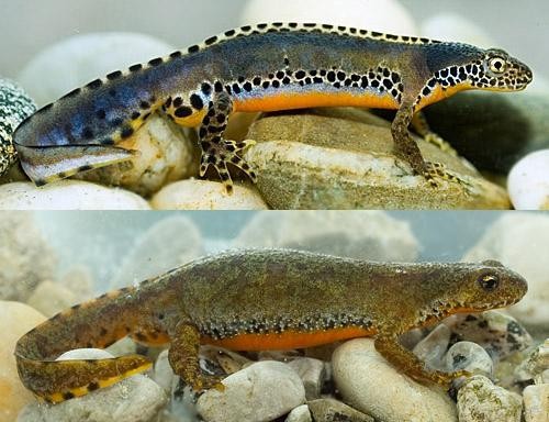 Alpesi gőte (Triturus alpestris) Státusz: Nem veszélyeztetett Magyarországon védett Pénzben kifejezett érték: 50 000 Ft Osztály: Kétéltűek (Amphibia) Rend: Farkos kétéltűek (Caudata) Alrend: