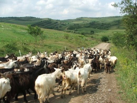 Háztáji mezőgazdaság A Mezőség természeti adottságai mindenekelőtt - a múlt században elkezdett lecsapolások előtti nagyszámú és nagy kiterjedésű tavak, nádasok, vizes rétek, s ekkor még nagyobb