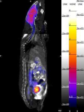 NanoSPECT/CT 4-detector multi-pinhole dedicated SPECT-CT for pre-clinical small-animal examinations biotechnological research pharmacological research Ultrahigh SPECT resolution:<0.