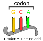 A kodon Degenerált kód: egy aminosavat több