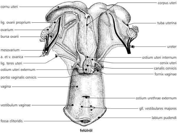 A MÉH (uterus) A méh típusai háziállatokban (vázlatos rajz,