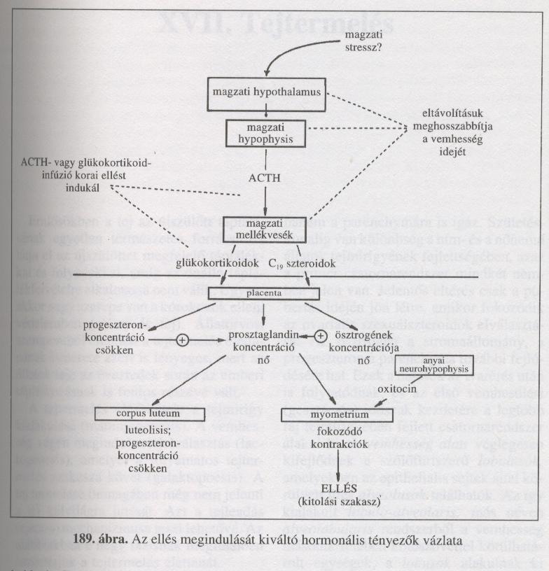A fialást megindító hormonális