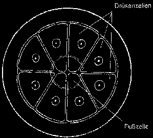 fejecske nyélsejt epidermisz Sugársejtek, Számuk fajspecifikus Asteraceae típusú emeletes