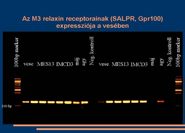 Megállapítjuk, hogy - korábbi közlésekkel ellentétben - a relaxin nemcsak a keringéssel kerül a vesébe, hanem helyben is termelődik.