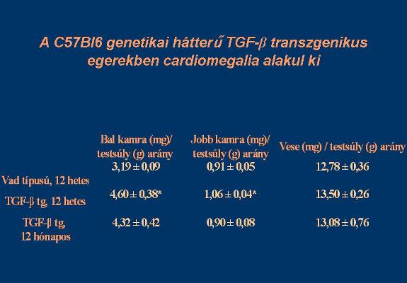 zárhatjuk a transzgén illetve annak integrálódási helye közelében létrejövő rekombinálódást, mivel a TGF- transzgén az Y kromoszómára inszertálódott.